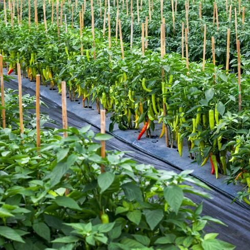 top 10 advices on how to grow chili peppers top 10 advices on how to grow chili peppers