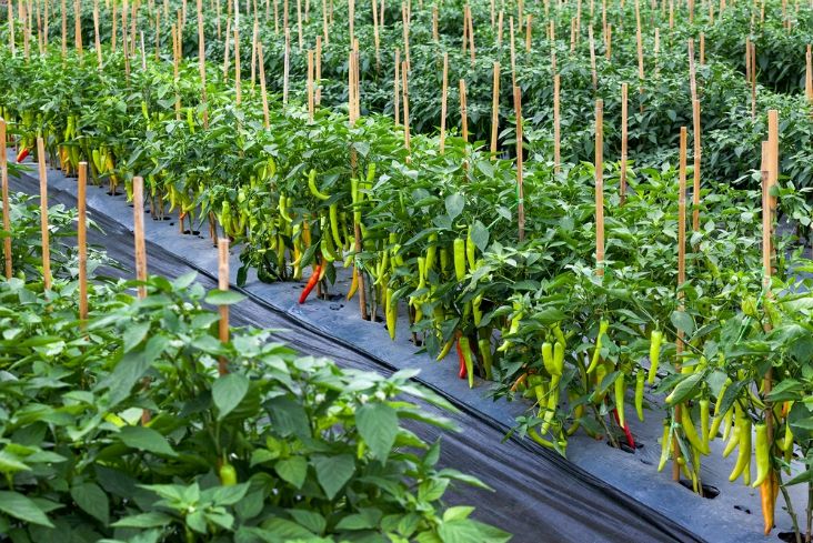 top 10 advices on how to grow chili peppers